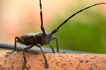 Close up of a long horned beetle