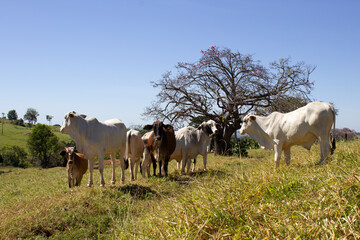 Nelore at sun in the pasture of a farm in Brazil. Livestock concept. Cattle for fattening. Agriculture.