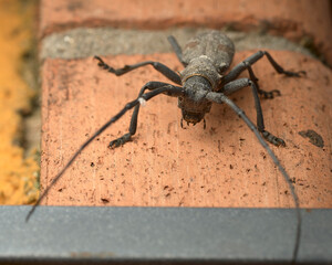 Close up of a long horned beetle