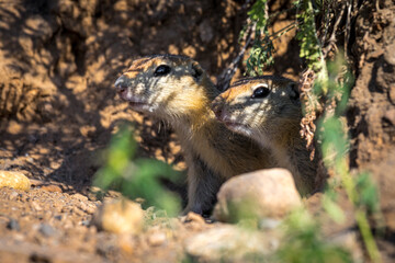 two gophers peep out of a hole