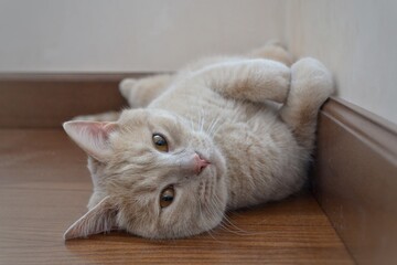 A cute peach-colored plush cat with amber eyes lies on the floor and looks at the camera.