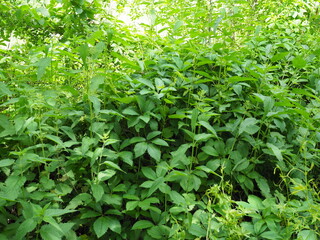 Nettle plant in field. Green natural background with soft bokeh. Selected focus. Detailed picture. Warm day light in the background