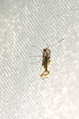 close up of a chrysanthemum lace bug