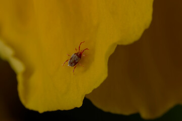 close up of a sidewalk mite on a flower petal