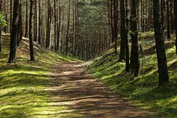 Obraz premium Forest near beach in Debki, Baltic Sea, Poland