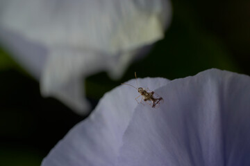 close up of a chrysanthemum lace bug