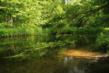 Piasnica river in Debki village, river terminates into the Baltic Sea, Poland