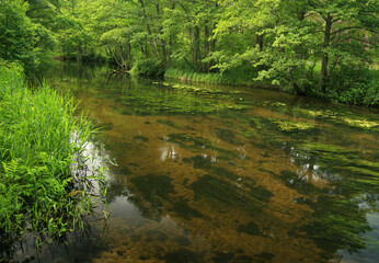 Piasnica river in Debki village, river terminates into the Baltic Sea, Poland
