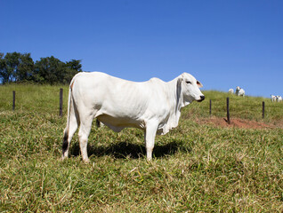 Fototapeta premium Nelore at sun in the pasture of a farm in Brazil. Livestock concept. Cattle for fattening. Agriculture.
