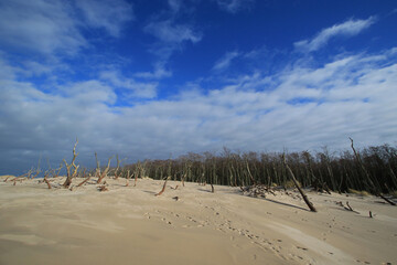 Dead trees on sand dunes in Slowinski National Park near Baltic sea, Poland