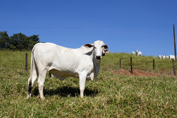 Nelore at sun in the pasture of a farm in Brazil. Livestock concept. Cattle for fattening. Agriculture.