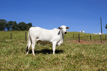 Obraz premium Nelore at sun in the pasture of a farm in Brazil. Livestock concept. Cattle for fattening. Agriculture.