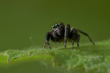 close up of a jumping spider on a leaf
