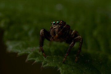close up of a jumping spider on a leaf