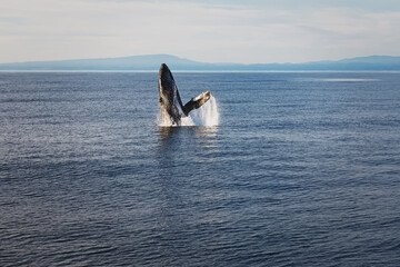 Whale jumping from the water during whale wathing