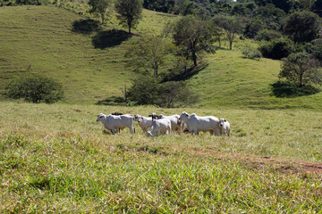 Nelore at sun in the pasture of a farm in Brazil. Livestock concept. Cattle for fattening. Agriculture.