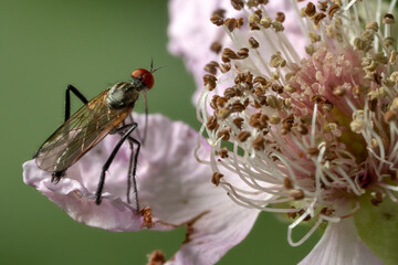 close up of a march fly on a flower