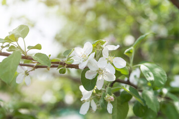 blooming young Apple tree in the garden. branches of Apple blossoms and green young leaves in spring
