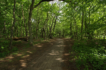 Path in Kampinos National Park in Poland