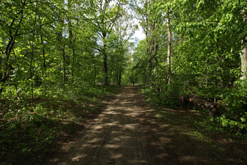Path in Kampinos National Park in Poland