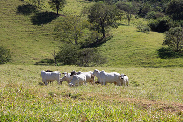 Nelore at sun in the pasture of a farm in Brazil. Livestock concept. Cattle for fattening. Agriculture.