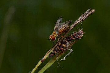 close up of ectophasia crassipennis on grass