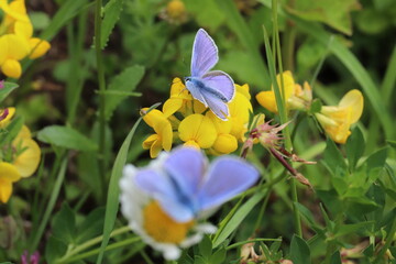 Blue butterflies on yellow flowers