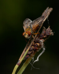 close up of ectophasia crassipennis on grass