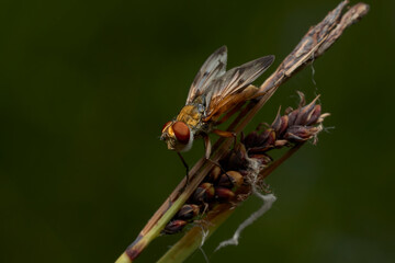 close up of ectophasia crassipennis on grass