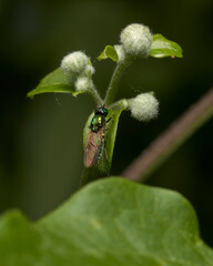 close up of a green soldier fly on a leaf
