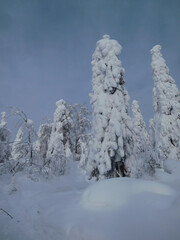 Winter snow-covered trees in the Ural mountains.