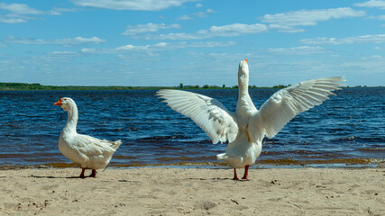 2 white geese walk on a sandy beach