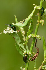 close up of a green beetle on a plant