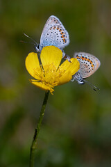 butterflies on yellow flower