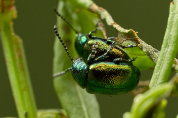 close up of a green beetle on a plant