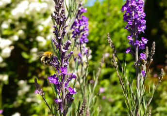 Fototapeta premium Close up of the upright flower stem of Purple Toadflax (Linaria purpurea) a wildflower, growing naturally. With a Common Carder bee (Bombus pascuorum) nectaring. Bokeh background. England.