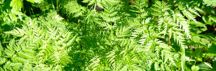 Fern leaf with water drops close-up. Background.