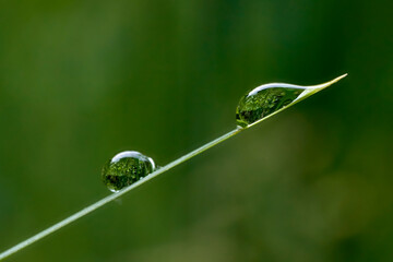 reflection of vegetation inside a drop of water