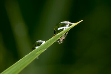 reflection of vegetation inside a drop of water