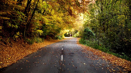 tree and road background