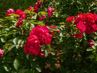 Beautiful fresh roses in nature. Natural background, large inflorescence of roses on a garden bush. A close-up of a bush of red roses on the alley of the city park