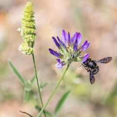 Insecte sur une fleur - Insect on flower