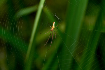 close up of a common stretch spider on its web