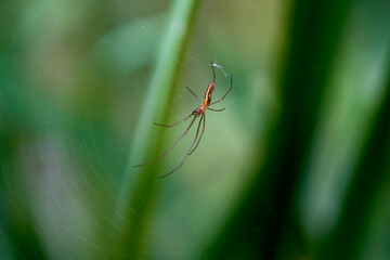 close up of a common stretch spider on its web
