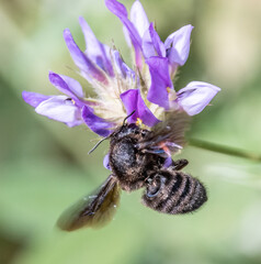 Insecte sur une fleur - Insect on flower
