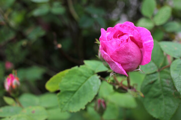 Dark pink rose bud on the bush in the summer garden. Close-up, selective focus, copy space