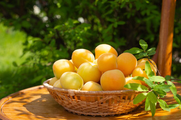 Ripe fresh apricots and leaves in wicker plate on wooden chair with green garden background, close up.