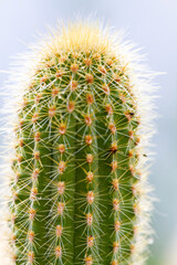 Succulent and cactus in pot