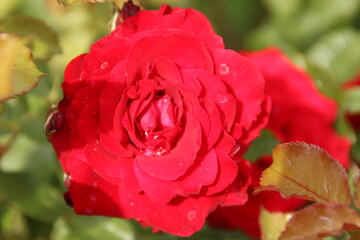 Rose in Makrofokos.
Fotos aufgenommen mit der Canon EOS 1200d mit Tamron Objektiv.