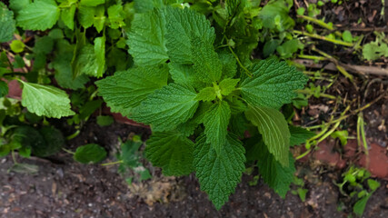 Nettles, Urtica green plant, growing on the ground in greenwod. View from above